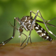 Imagen para el artículo titulado Qué hacer cuando te pican un montón de mosquitos